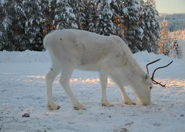 Reindeer Lake Resort