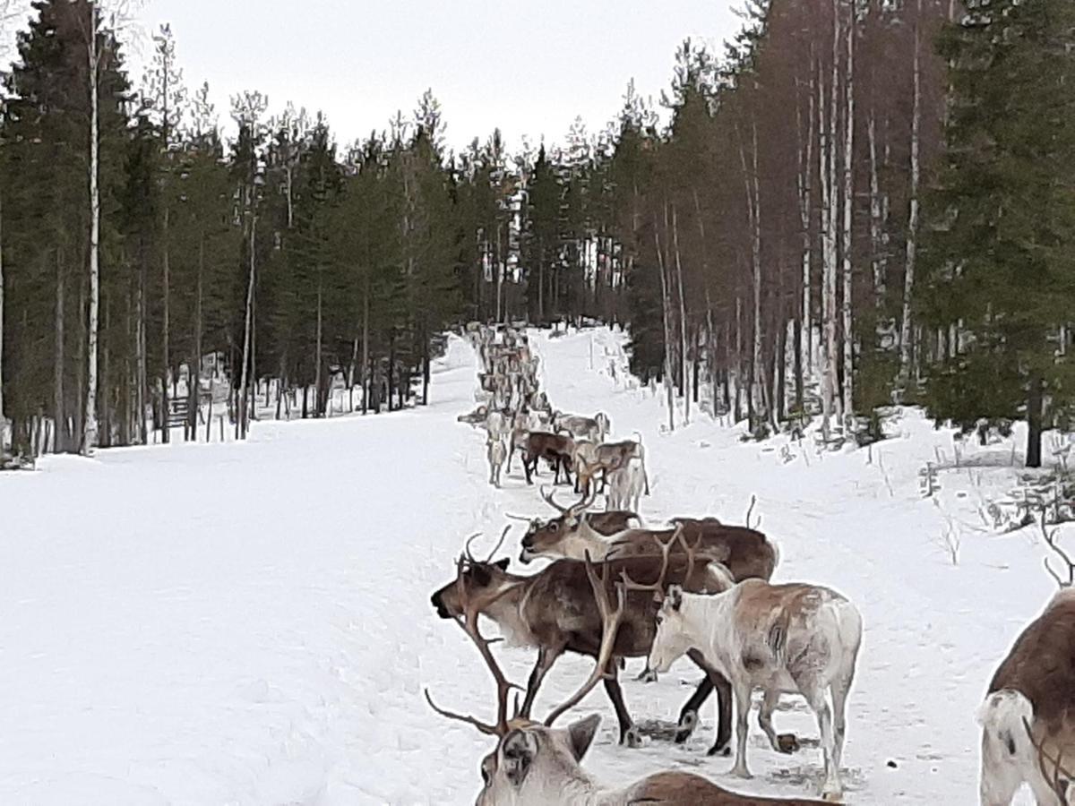 Reindeer *