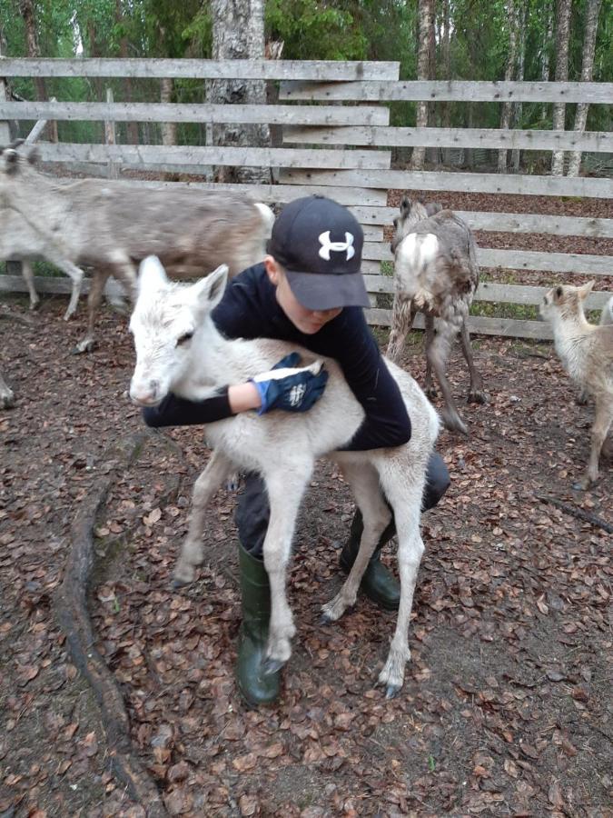 Reindeer