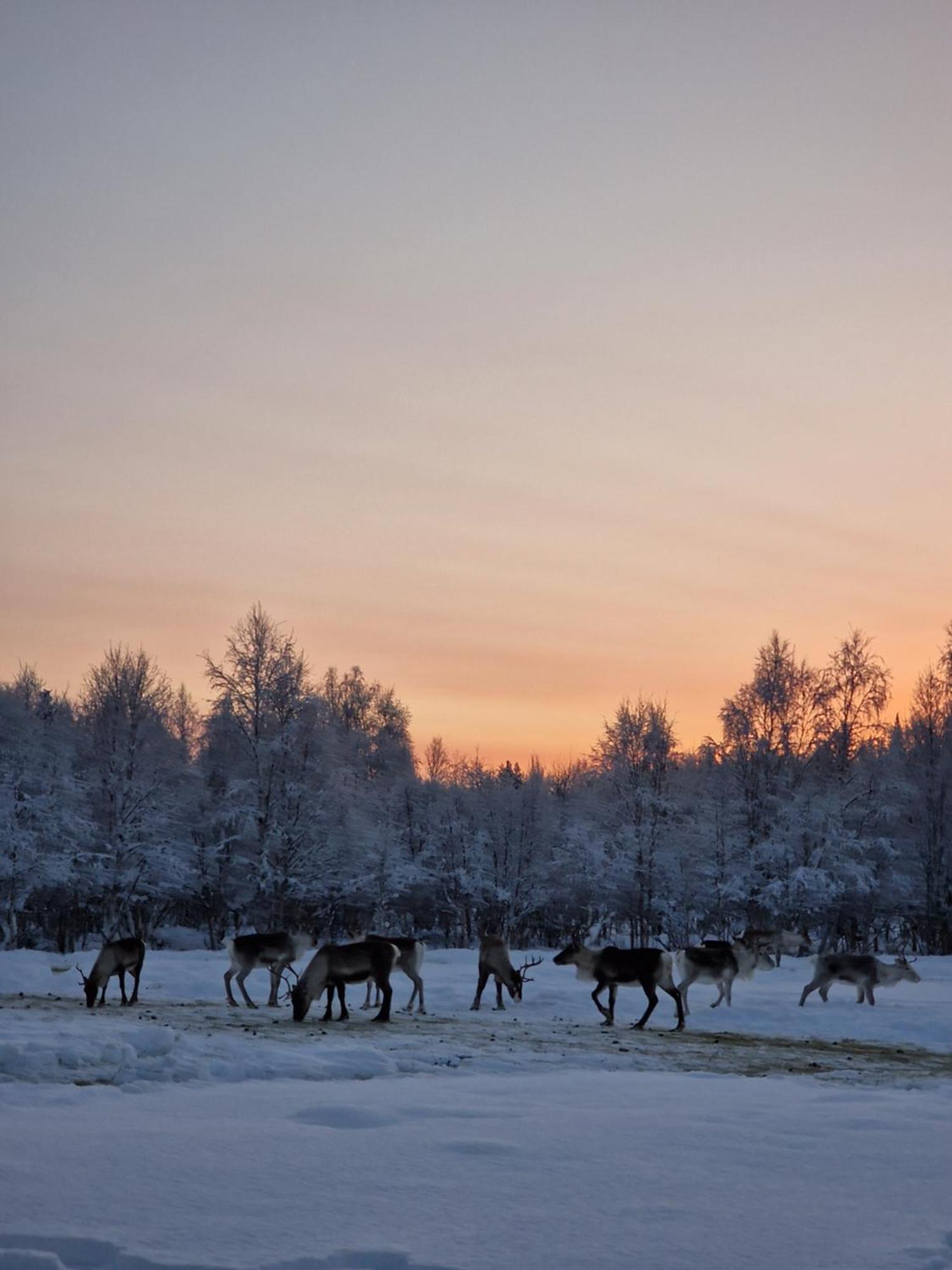 Сasa de vacaciones Reindeer