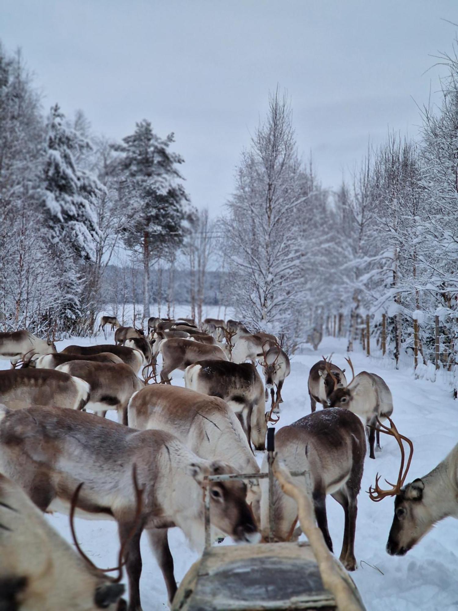 Reindeer Сasa de vacaciones *