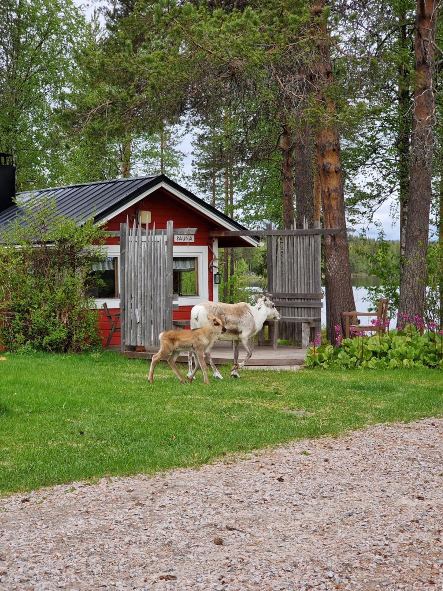 Reindeer Lampsijärvi
