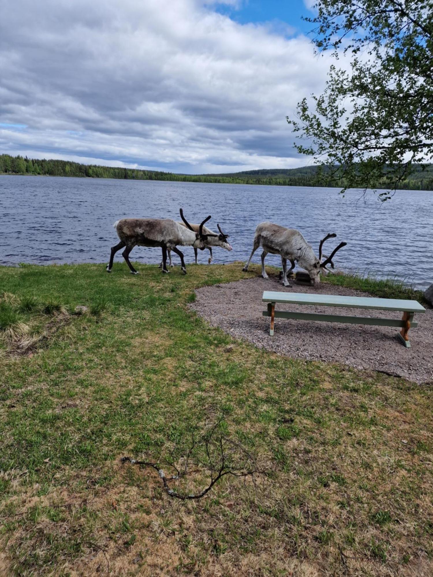Reindeer Lampsijärvi
