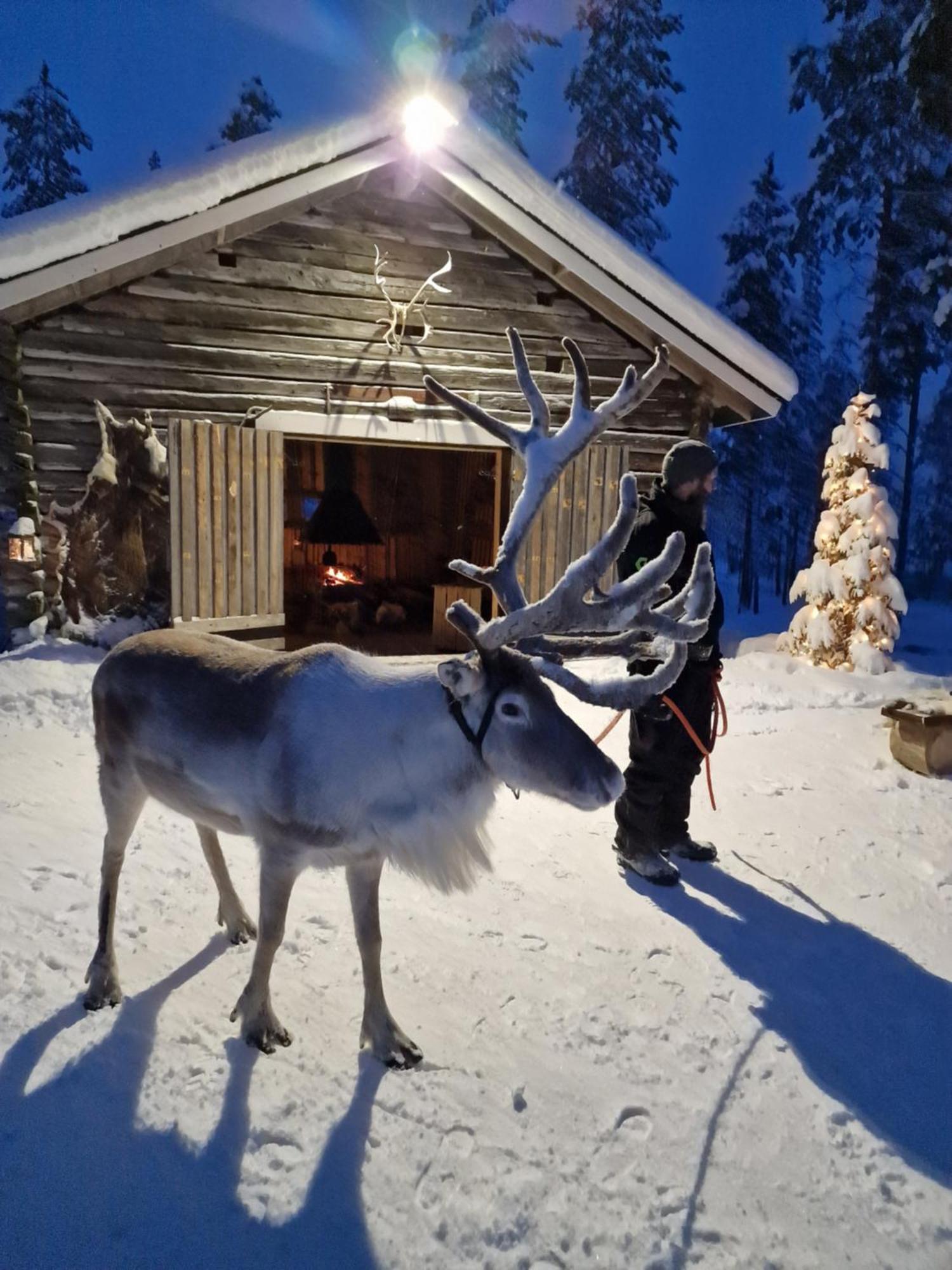 Reindeer Lampsijärvi