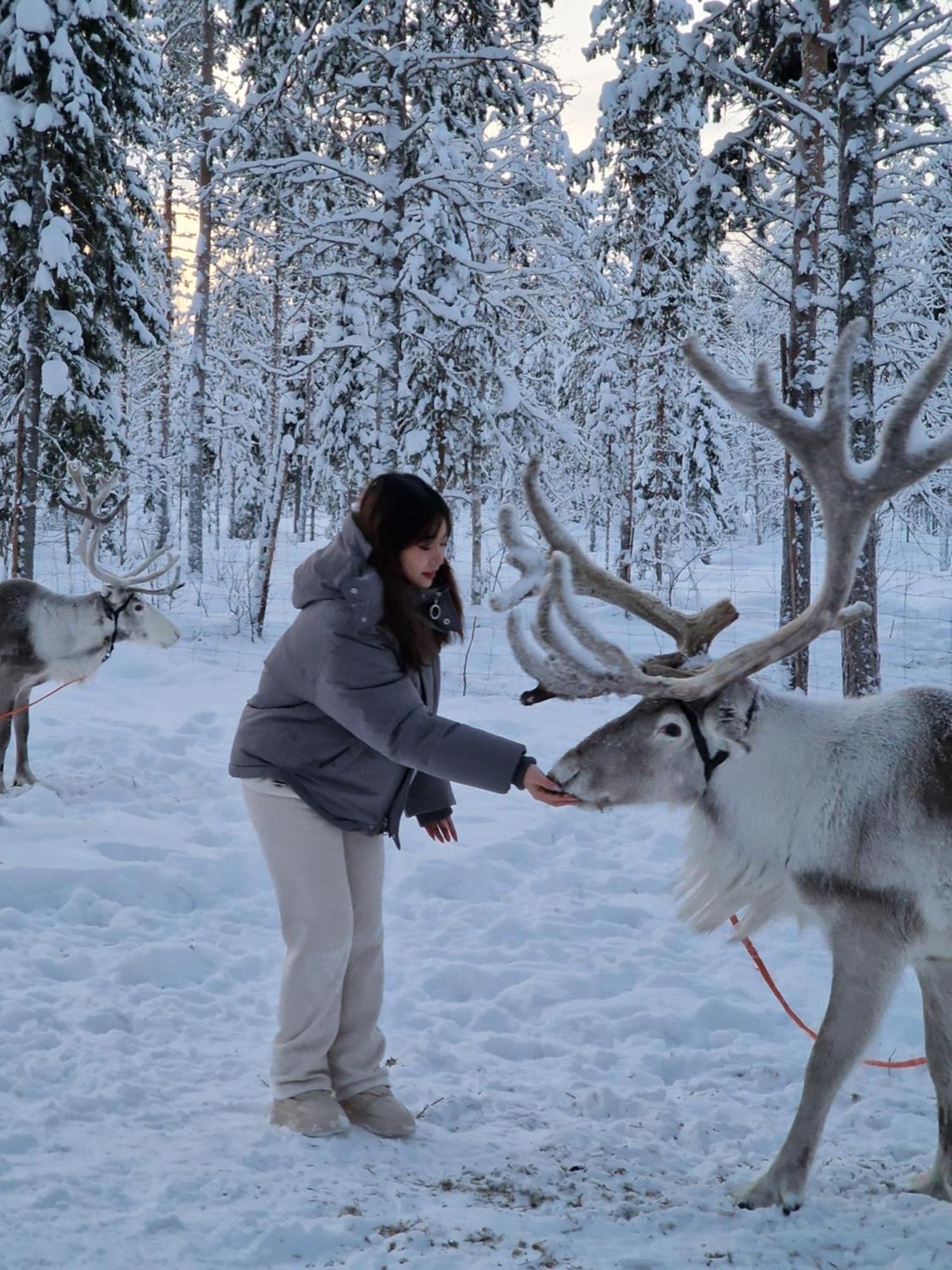 Reindeer Lampsijärvi