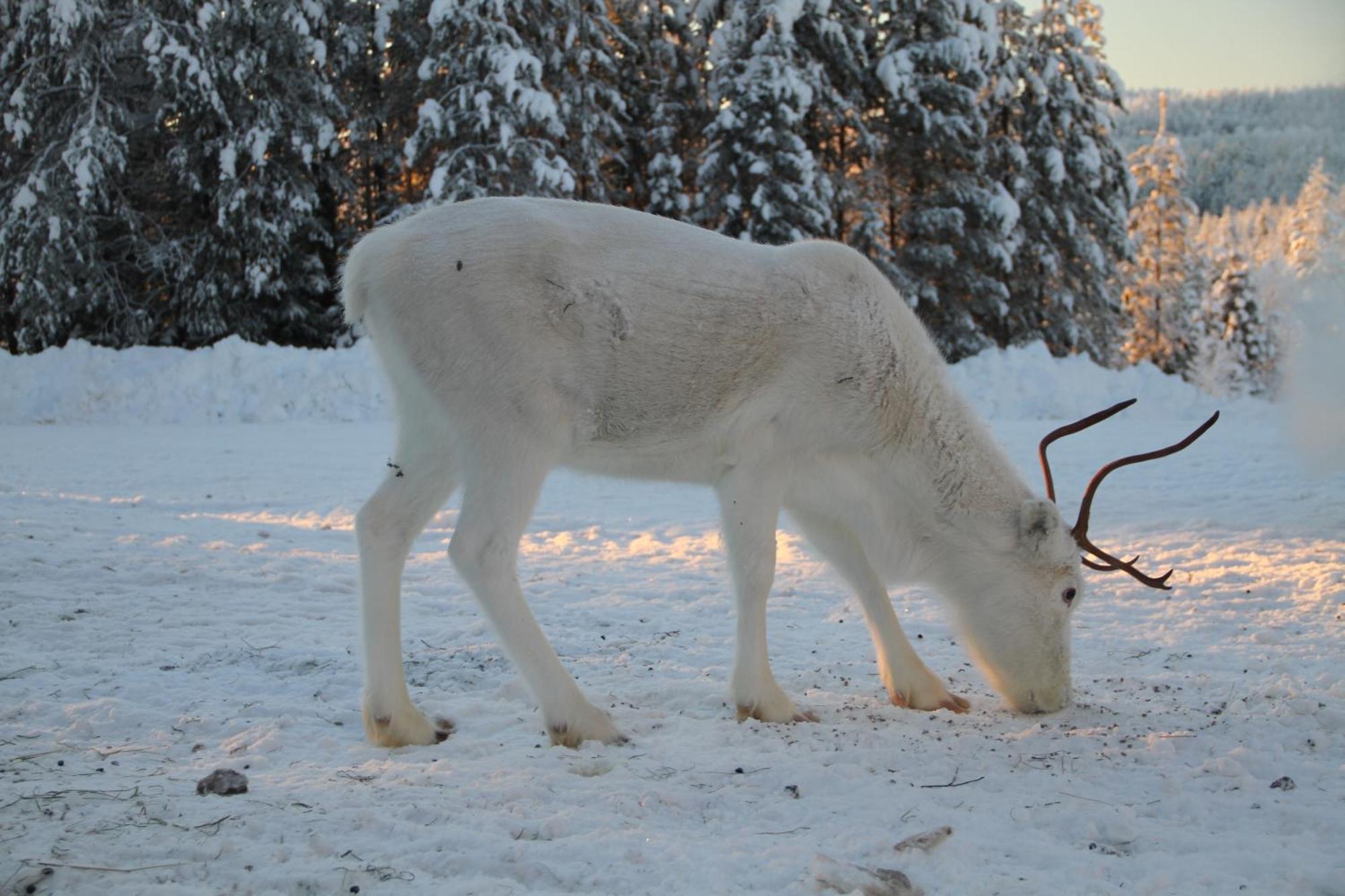 Reindeer Lampsijärvi