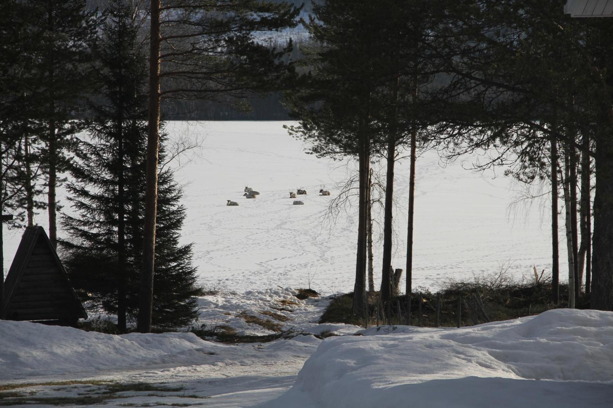 Reindeer
